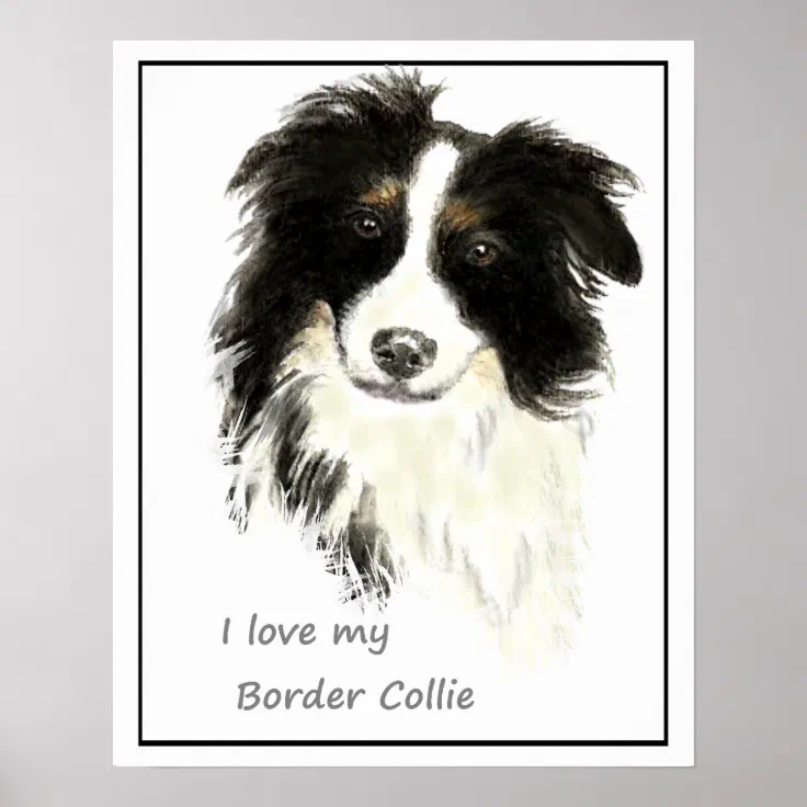 are border collies loving dogs