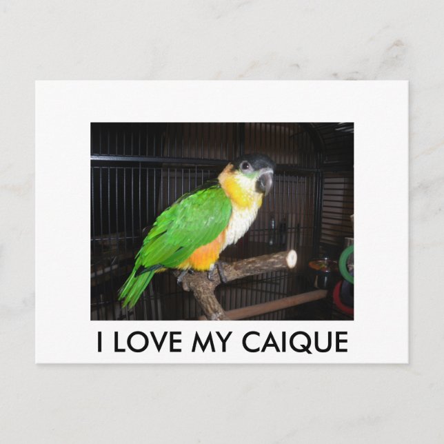 I LOVE MY CAIQUE POSTCARD (Front)