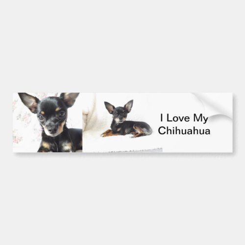 I Love My Chihuahua Bumper Sticker