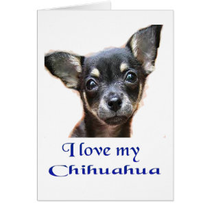 I love My Chihuahua Cards