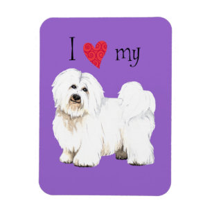 I Love my Coton de Tulear Magnet