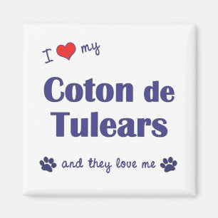 I Love My Coton de Tulears (Multiple Dogs) Magnet
