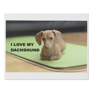 I Love My Cream Dachshund with picture Faux Canvas Print