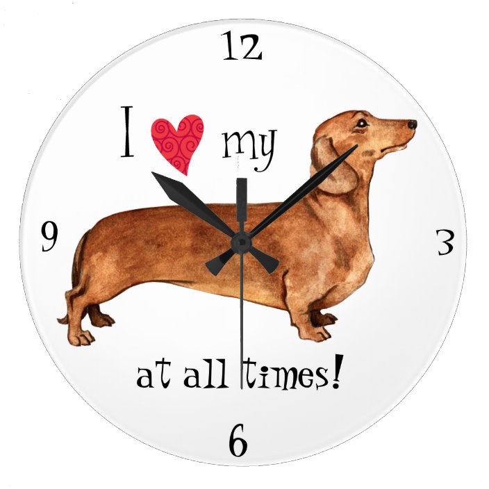 dachshund large
