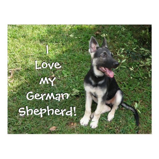 my german shepherd highc my german shepherd highc
