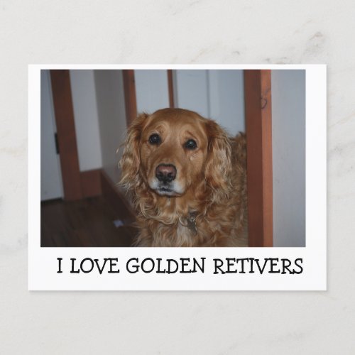 I love my golden retiver postcard