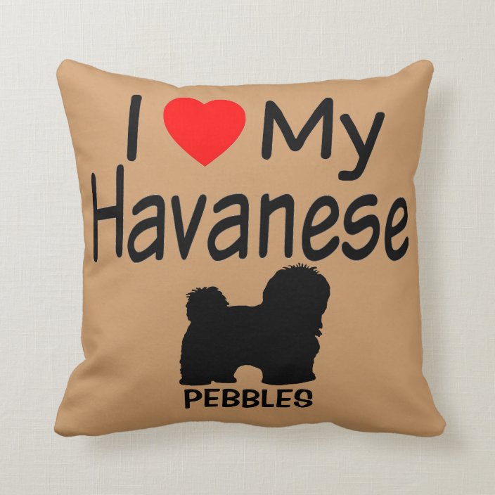 pillow talk havanese