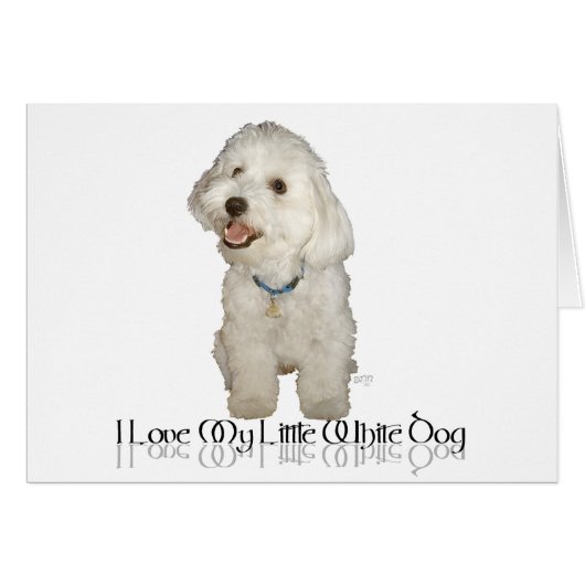 I Love My Little White Dog - Havanese Cards (Front Horizontal)