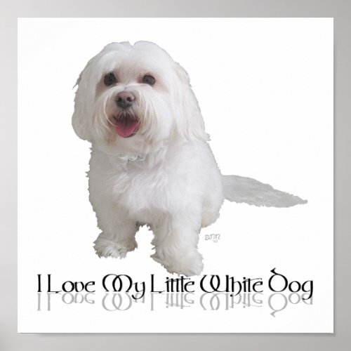 I Love My Little White Dog _ Havanese Poster