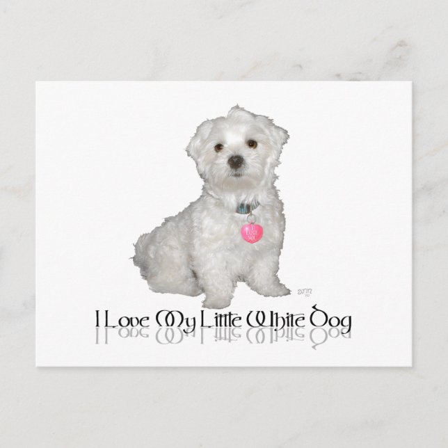 I Love My Little White Dog - Maltese ! Postcard (Front)