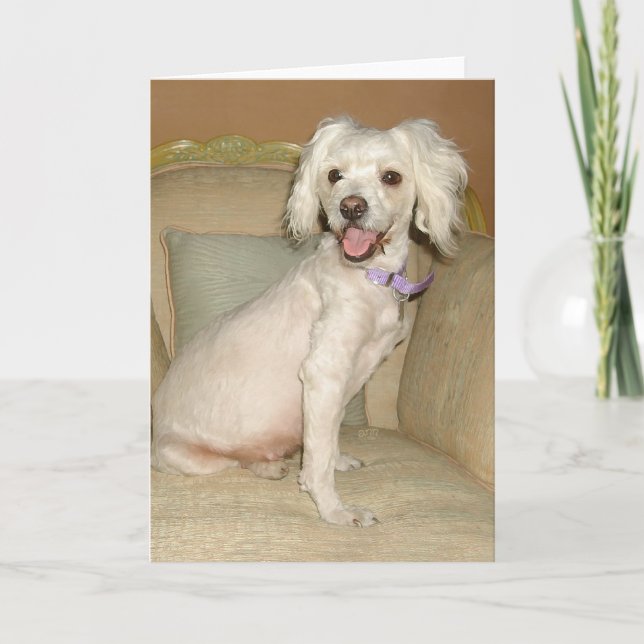 I Love My Little White Dog Poodle / Bichon Mix Card (Front)