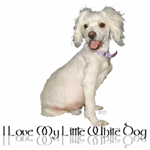 I Love My Little White Dog _ Poodle  Bichon Mix Cutout
