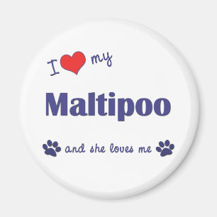 I Love My Maltipoo (Female Dog) Magnet