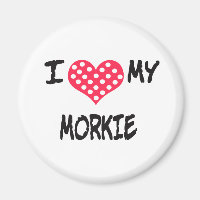 I love my Morkie