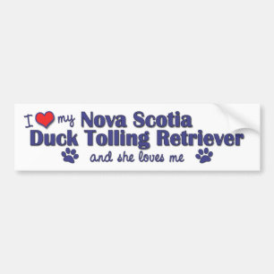 I Love My Nova Scotia Duck Tolling Retriever (She) Bumper Sticker