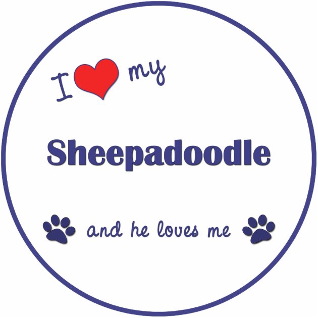 i love sheepadoodle