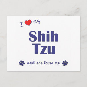 I Love My Shih Tzu (Female Dogs) Postcard