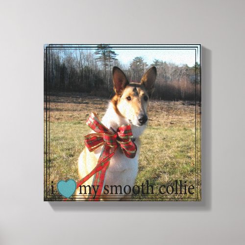 I love my Smooth Collie Canvas Print