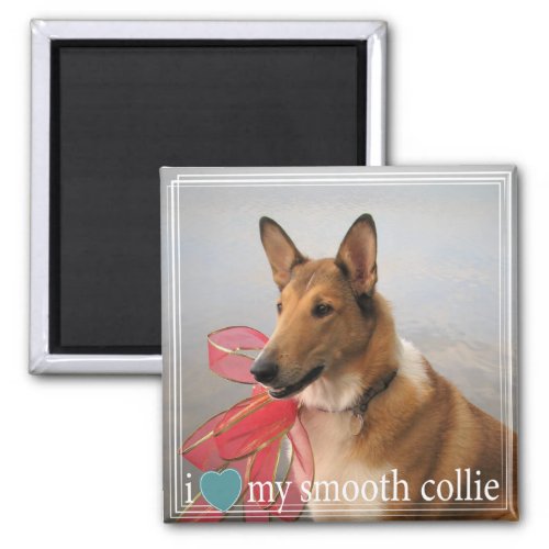 I love my Smooth Collie with White Border Magnet
