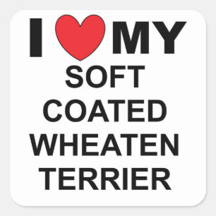 i love my soft coated wheaten terrier square sticker