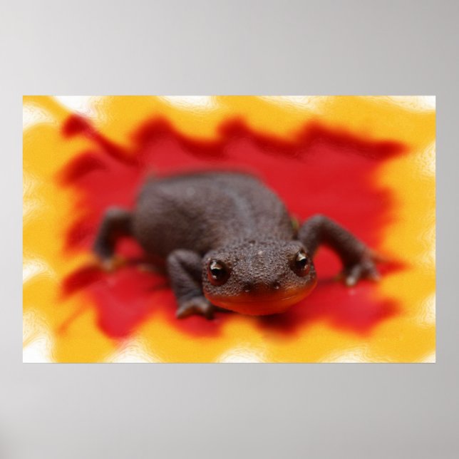 I Love Newts Fine Art Prints (Front)