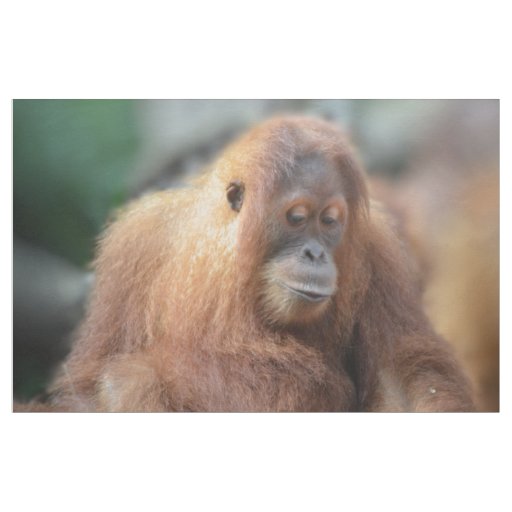 I love Orangutans Fabric