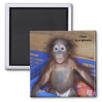 I Love Orangutans Magnet by Rebecca_Reeder at Zazzle