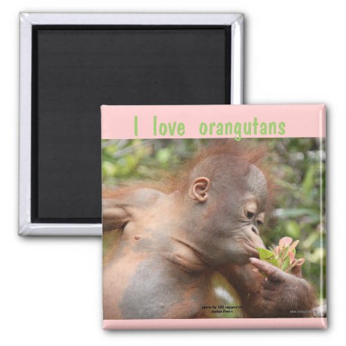 I Love Orangutans Magnet