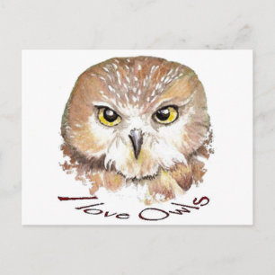 I love Owls, Saw Whet Bird Postcard