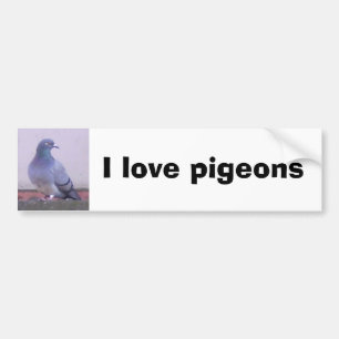 I love pigeons bumper sticker