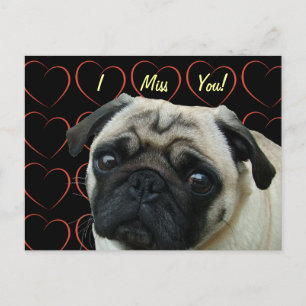 I Love Pugs with Hearts Postcard