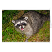 I Love Raccoons! (Front Horizontal)