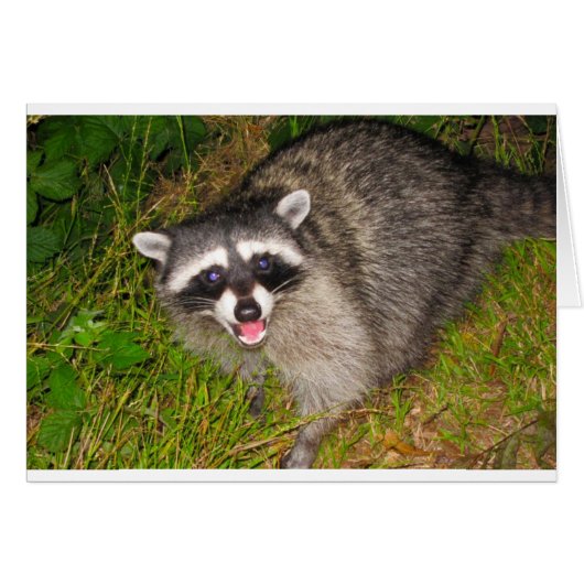 I Love Raccoons! (Front Horizontal)