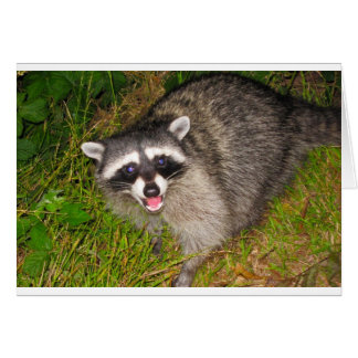 I Love Raccoons! Cards