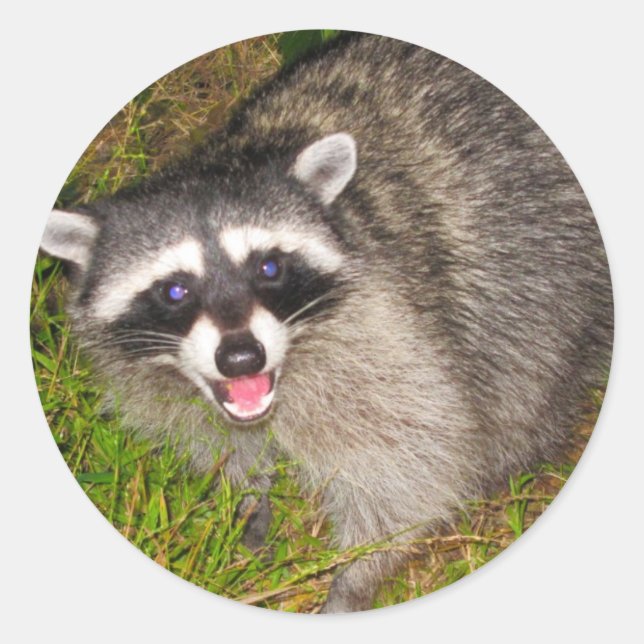 I Love Raccoons! Classic Round Sticker (Front)