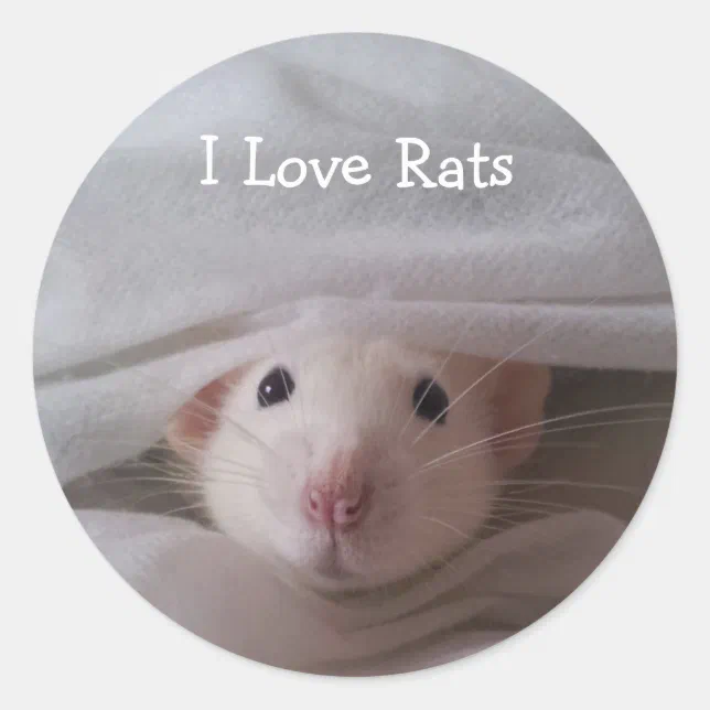 I Love Rats Stickers | Zazzle