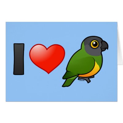 I Love Senegal Parrots