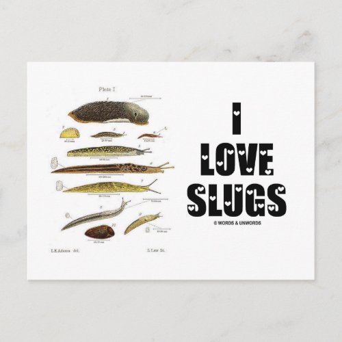 I Love Slugs Naturalist  Nature Postcard