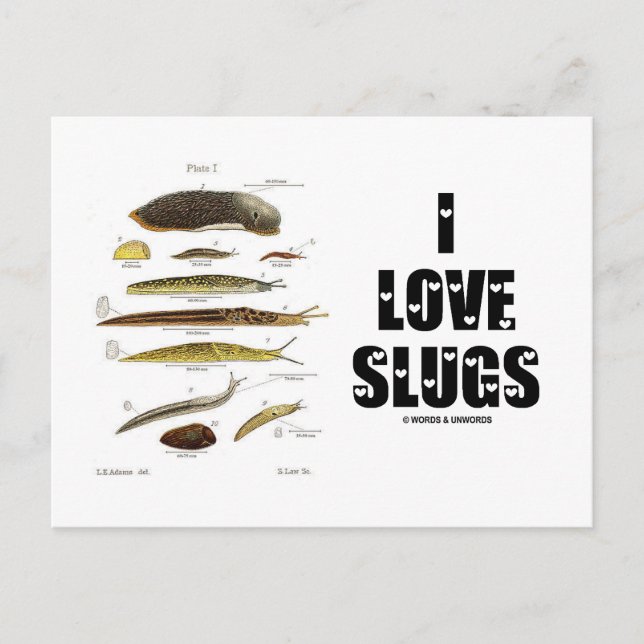 I Love Slugs (Naturalist / Nature) Postcard (Front)