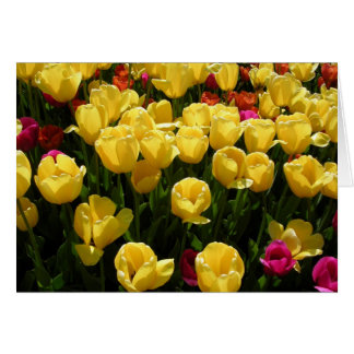 I Love Tulips! Cards