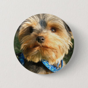 I Love Yorkies Pinback Button