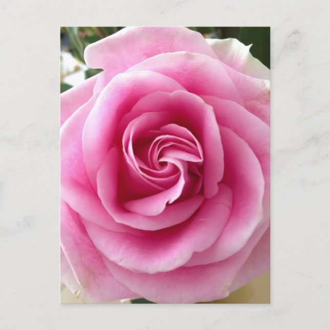 I Love You Blooming Pink Rose Postcard (Front)