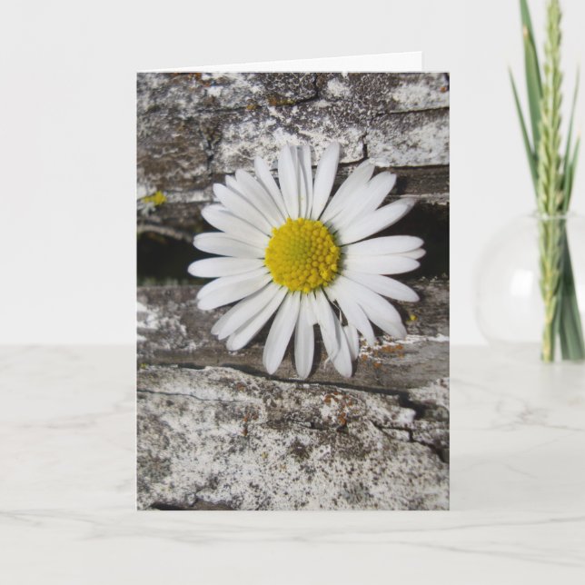I Love You, Daisy and Old Wood Photograph Card (Front)