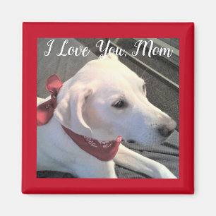 I Love you Dog Mom white Labrador Retriever Mix Magnet