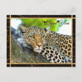 I Love You Leopard Photograph Postcard (Front)