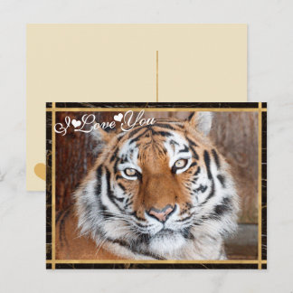 I Love You Tiger Photo Image Postcard
