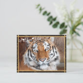 I Love You Tiger Photo Image Postcard (Standing Front)