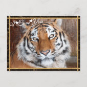 I Love You Tiger Photo Image Postcard (Front)