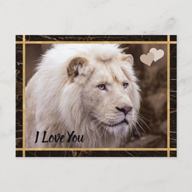 I Love You White Lion Photo Postcard (Front)