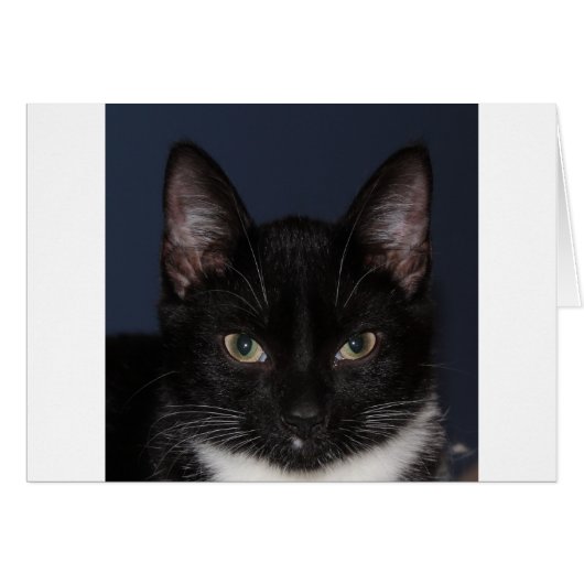 I LUV CATZ CARDS (Front Horizontal)
